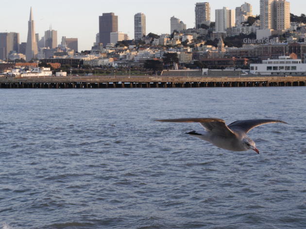 San Francisco Bay ballot measure would restore vital bird habitat, provide clean water and ensure flood protection
