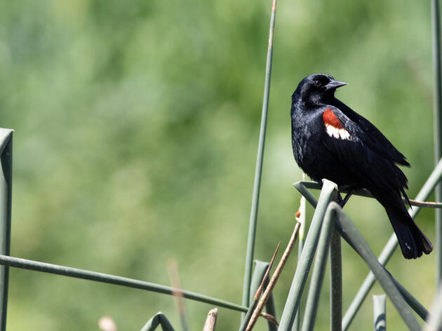 Audubon and Partners Protected 155,000 Tricolored Blackbirds in 2022