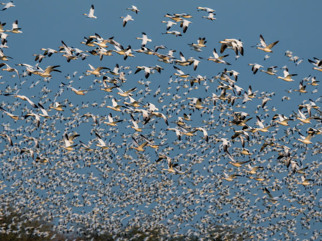 Speak Up for Birds at the Salton Sea