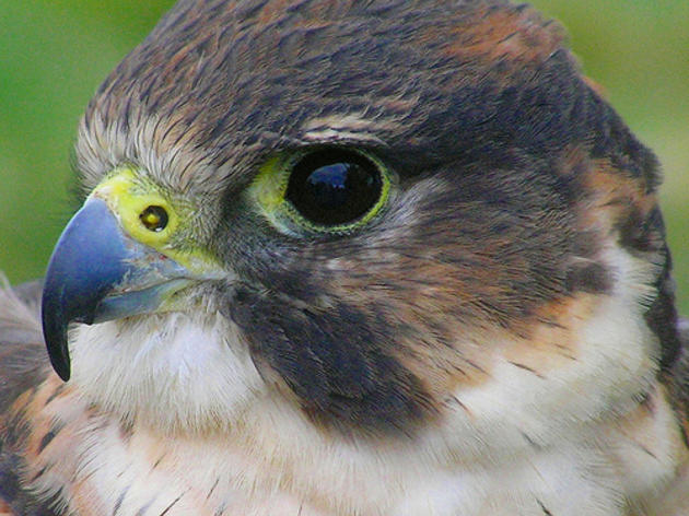 World's first falcon cataract surgery a success