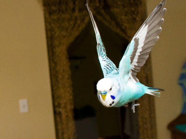 As if we didn't know already -- birds are pretty smooth