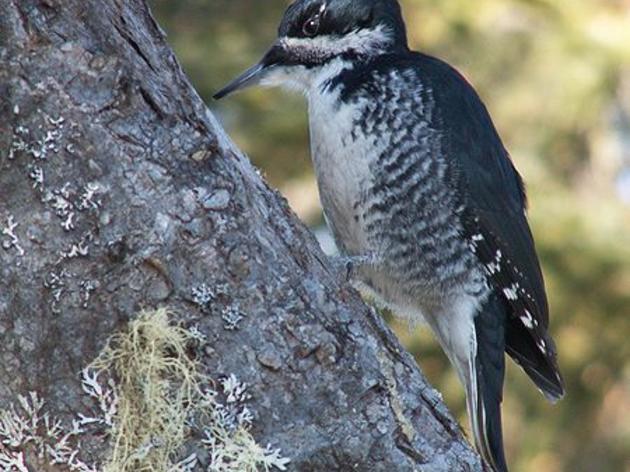 California Endangered Species Act protections restored to Black-backed Woodpeckers