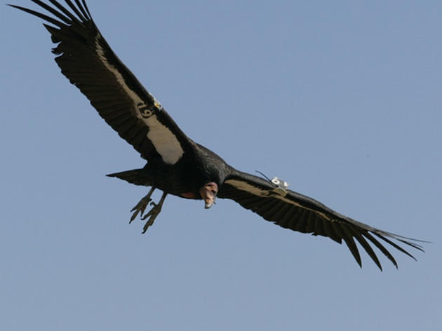 Condor Day with the Kern River Preserve October 27