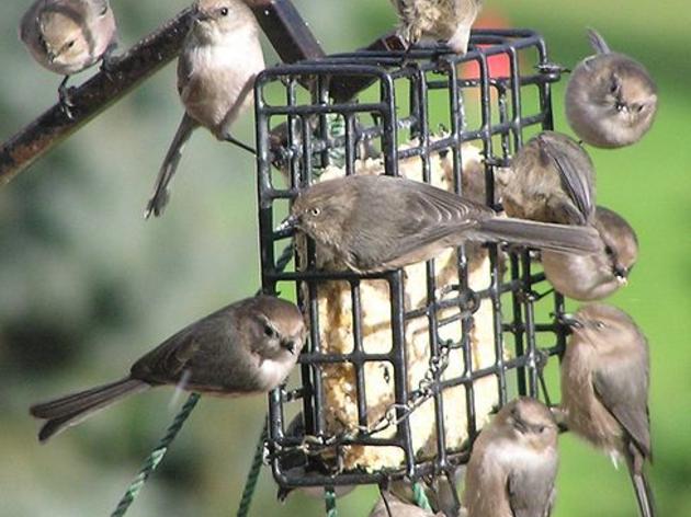 Attract birds to your backyard this winter