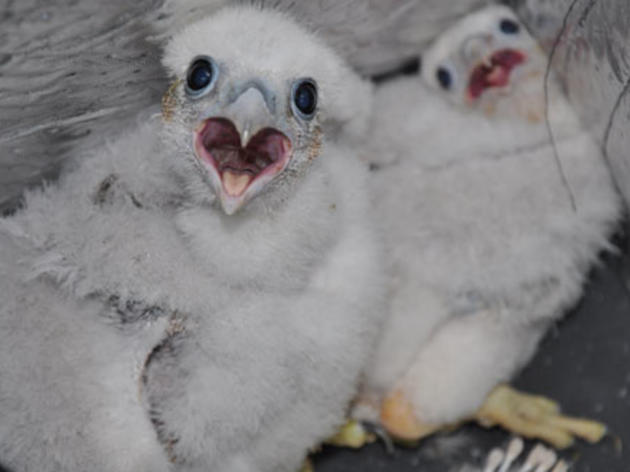 Channel Islands Peregrine Falcons rebound
