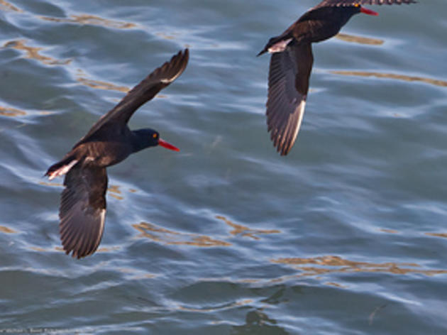 Why the Black Oystercatcher is a 2012 Bird of the Year nominee