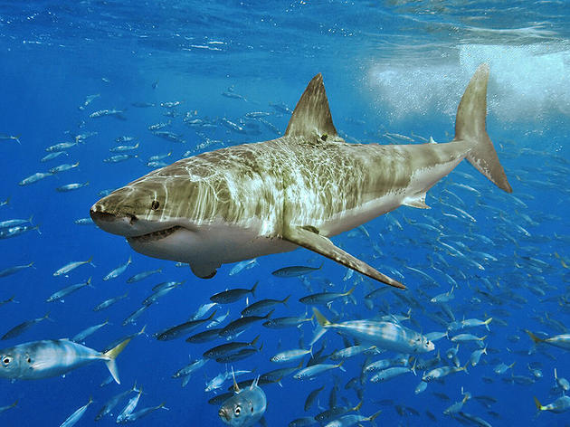 Petition to list the Northwest Pacific Great White Shark population as threatened or endangered