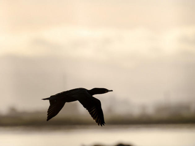 Research shows brain geometry determines bird migratory behavior