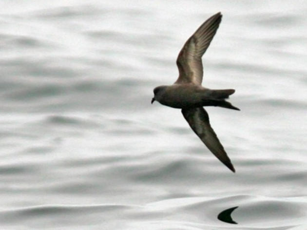 In search of the elusive Ashy Storm-petrel