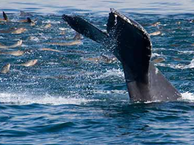 Seabird and marine mammal feeding frenzy in Monterey Bay