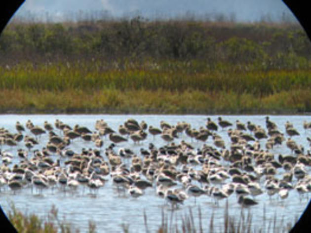 Audubon California birding