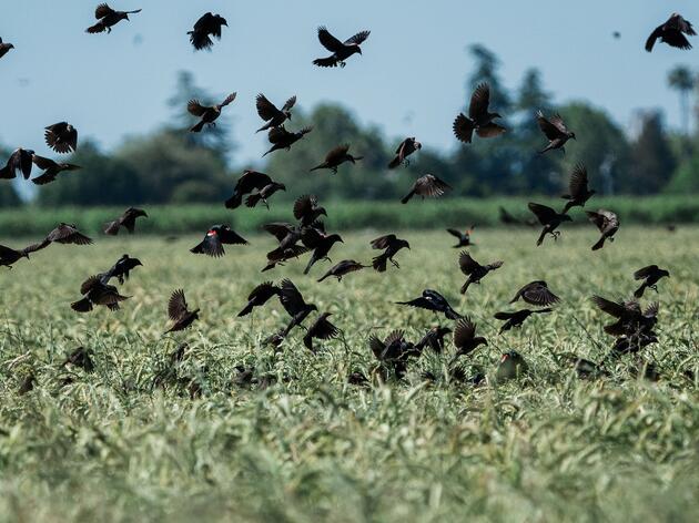 Tricolored Blackbirds Once Faced Extinction—Here's What's Behind Their Exciting Comeback