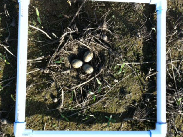 Monitoring shorebird nests in Colusa county