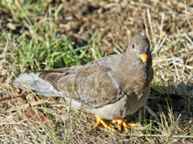 Birds of the Week report from Starr Ranch