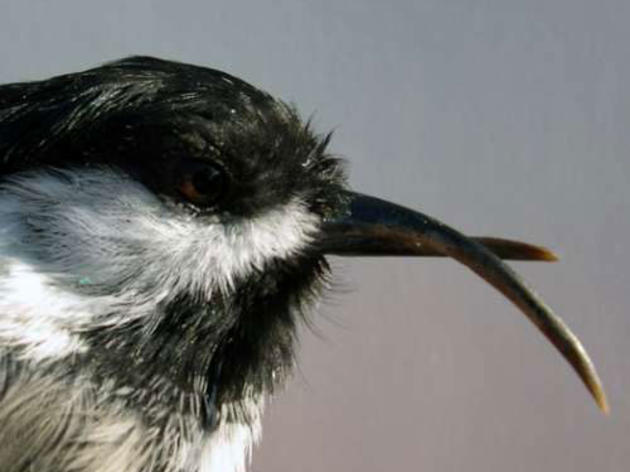 Chemical contaminants suspect in mystery of Alaska chickadee beak deformities