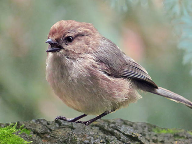 Altacal Audubon's neighborhood habitat program gives birds threatened by global warming a chance 