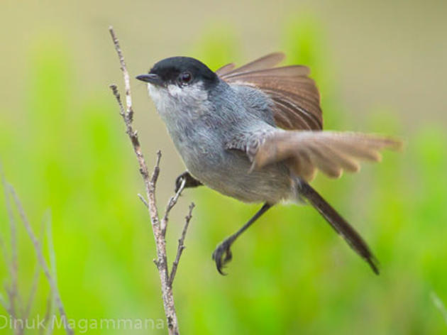 Endangered Species Act protections should be upheld for California Gnatcatcher 