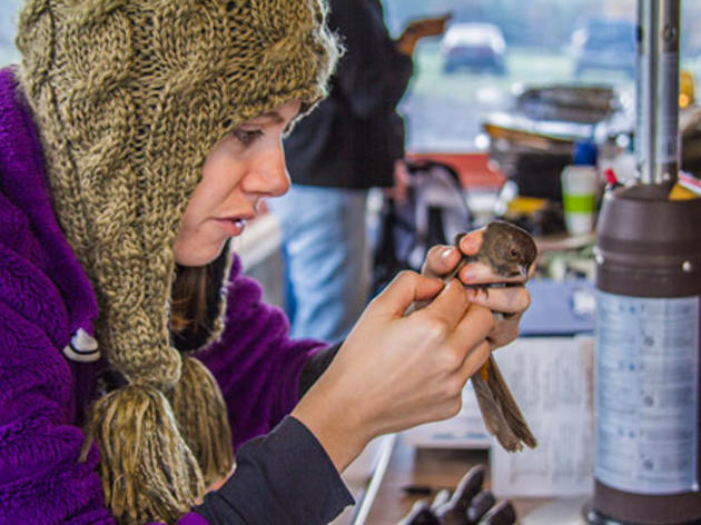 A California Towhee for the ages