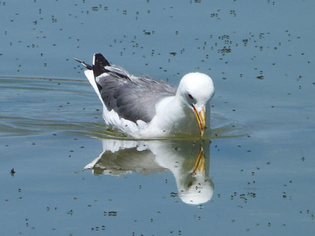 Plummeting water level at Mono Lake putting California Gull nests at risk