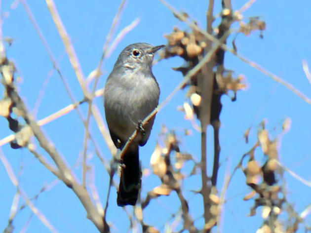 Coastal California Gnatcatcher saved from endangered species delisting attempt