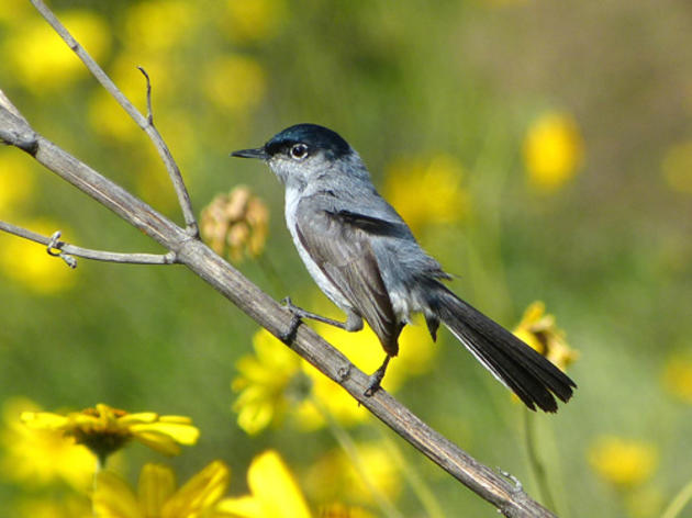 The Coastal California Gnatcatcher is a different bird