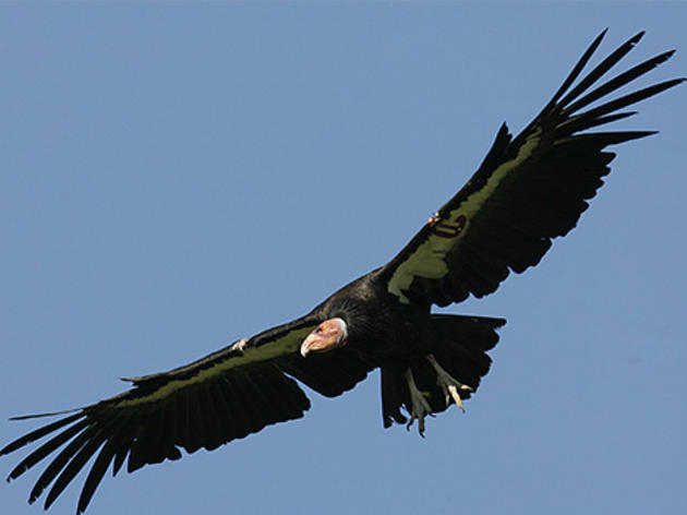 Leading condor expert: we can get rid of lead ammunition and save the condor