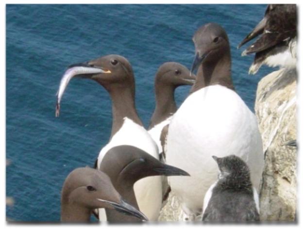 North Coast seabirds and new marine reserves