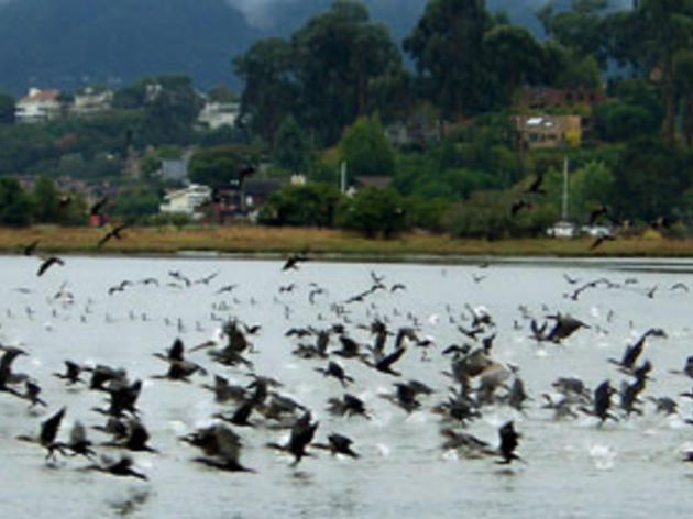 Audubon's Richardson Bay sanctuary ready for the waterbirds to return