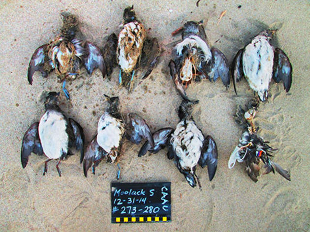 What caused the death of all those Cassin's Auklets?
