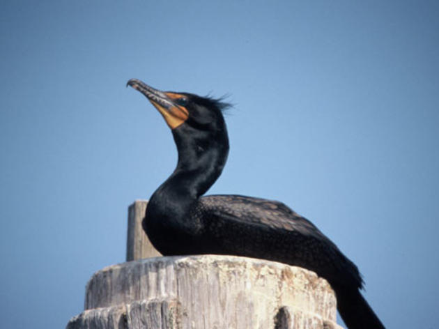 Army Corps wants to kill 16,000 cormorants in Oregon