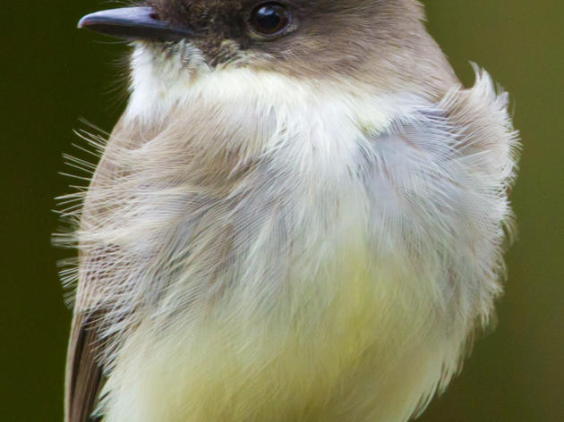 Rare Bird Alert: Eastern Phoebe seen in San Bruno