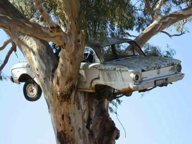 Falcon nesting in a tree