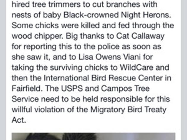 Killing of Bay Area chicks in nest highlights importance of not trimming trees in spring