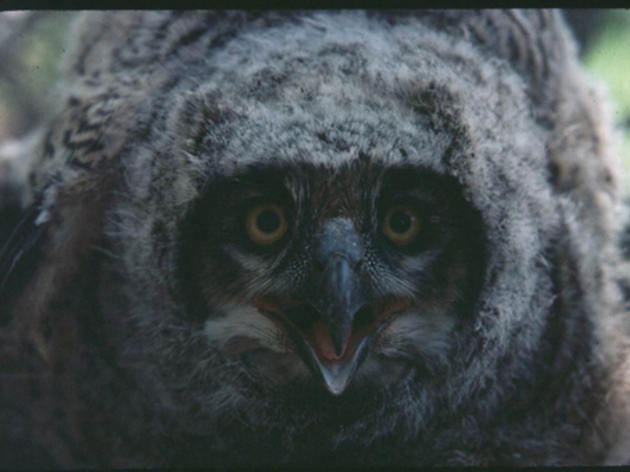 Audubon Starr Ranch Great Horned Owl + Barn Owl Banding 