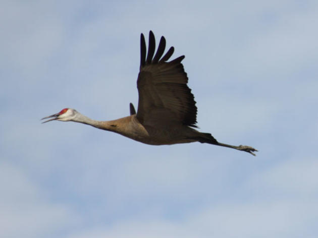 Sandhill Crane Migration Starting in Alaska!