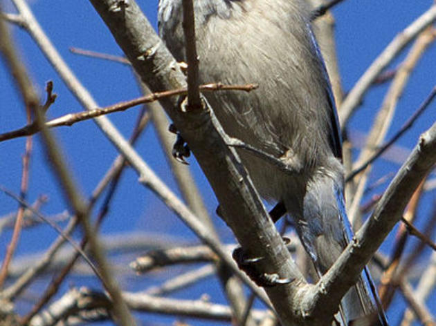 Our beloved Island Scrub Jay is one of the rarest birds in the US