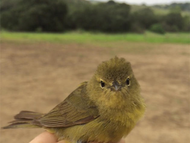 Orange-crowned Warbler takes center stage at Starr Ranch