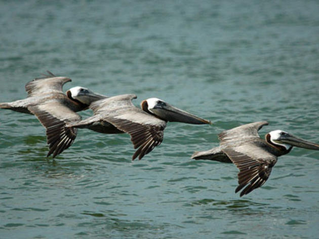 Audubon network helping Pacific Brown Pelicans