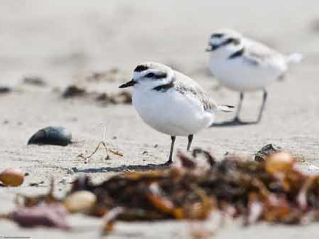 First -- and hopefully last -- oiled Western Snowy Plovers at Coal Oil Point Preserve