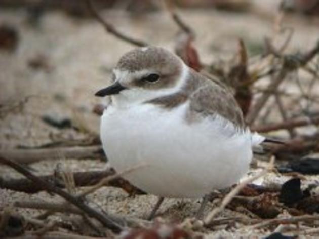 Plovers making comeback at Pescadero