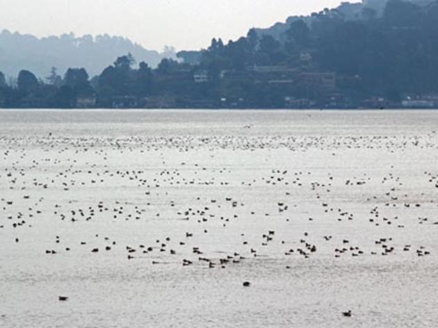 Highlighting importance of open water habitat for birds in San Francisco Bay