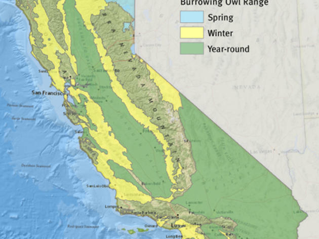 What Audubon California is doing to protect the Burrowing Owl