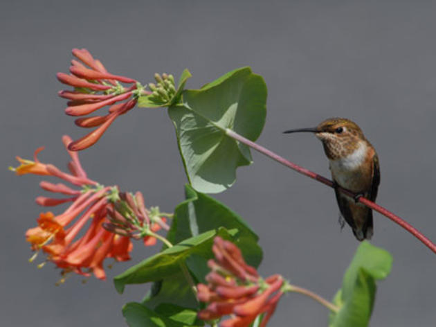 Google honors Earth Day with cool Rufous Hummingbird doodle