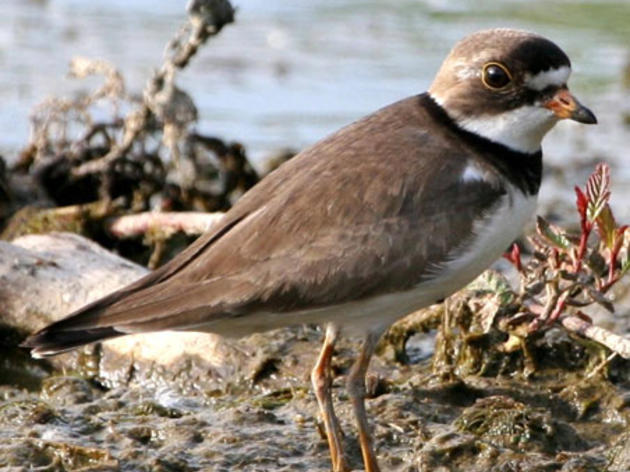 Shorebirds Headed Your Way from Arctic Refuge!