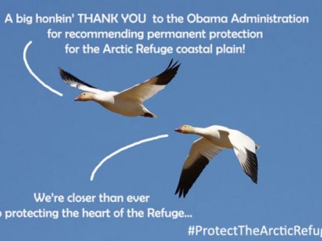 President Obama Recommends Permanent Protection for Arctic Refuge