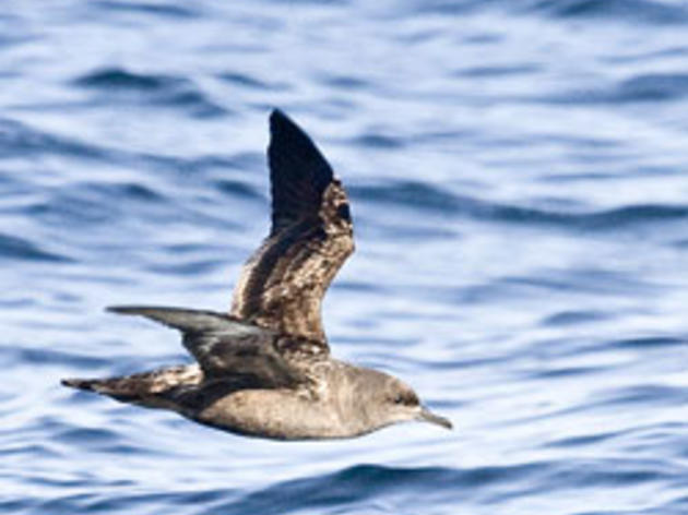 Audubon advocates for South Coast seabird protections
