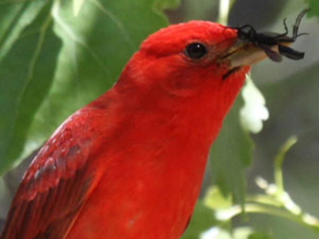 A Summer Tanager fan visits the Kern River Preserve