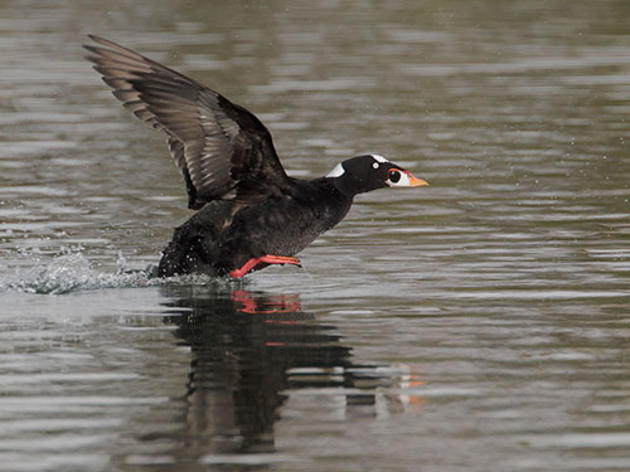 Legislature needs to protect birds from non-oil spills, as well