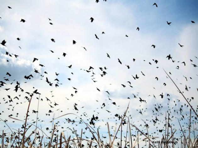 Dry spring imperils rare Tricolored Blackbirds