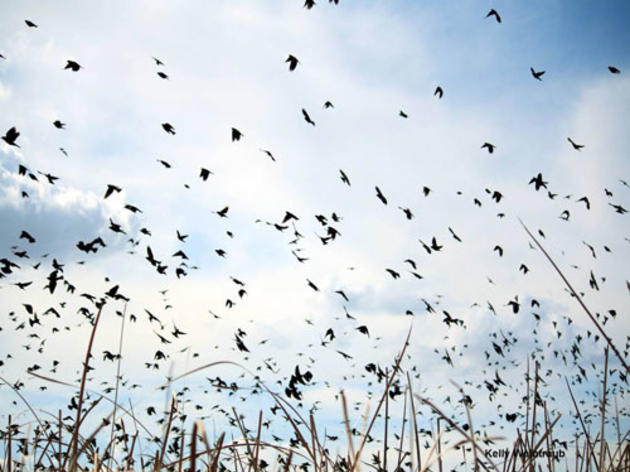 Fish and Game Commission to consider second emergency listing for Tricolored Blackbird